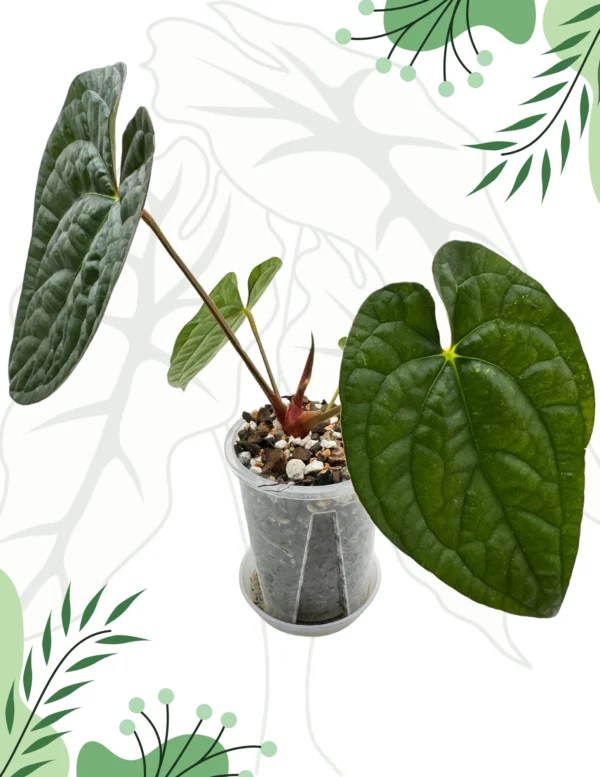 Anthurium Papillilaminum x Luxurians  Ø-9cm H-15cm Bigos + Doniczka Oddychająca - obrazek 3