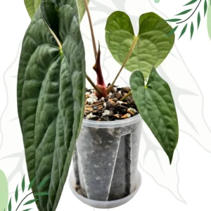 Anthurium Papillilaminum x Luxurians  Ø-9cm H-15cm Bigos + Doniczka Oddychająca - obrazek 2