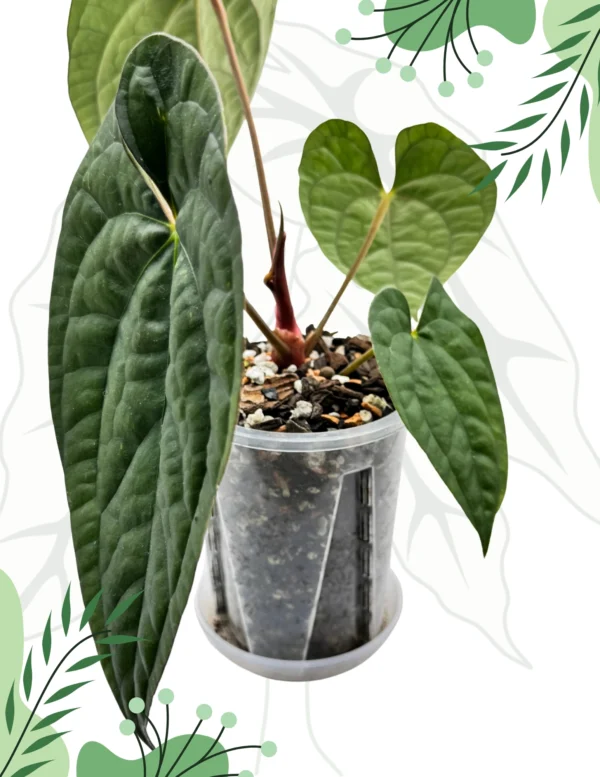 Anthurium Papillilaminum x Luxurians  Ø-9cm H-15cm Bigos + Doniczka Oddychająca - obrazek 2