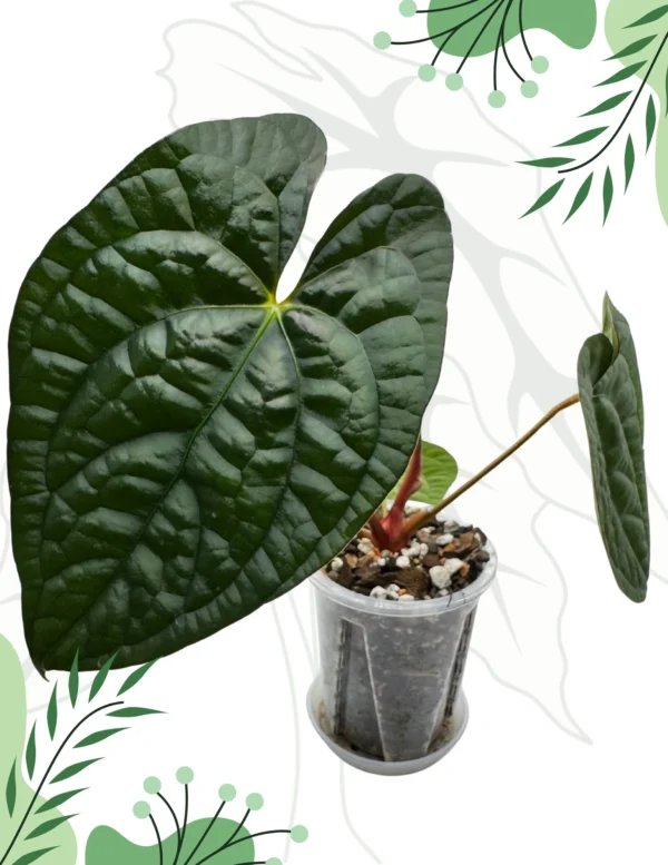 Anthurium Papillilaminum x Luxurians  Ø-9cm H-15cm Bigos + Doniczka Oddychająca