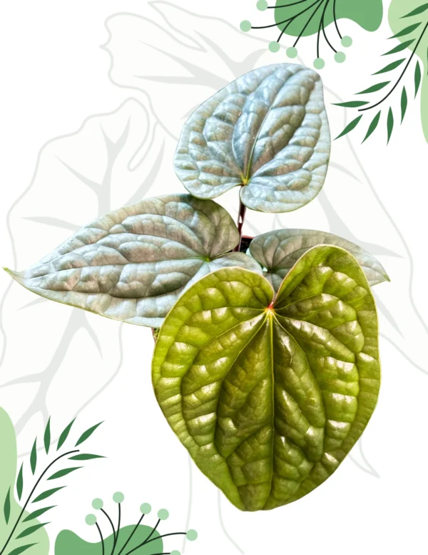 Anthurium Luxurians Ø-10cm H-15cm - obrazek 3