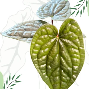 Anthurium Luxurians Ø-10cm H-15cm