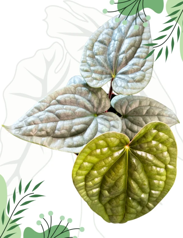 Anthurium Luxurians Ø-10cm H-15cm - obrazek 2