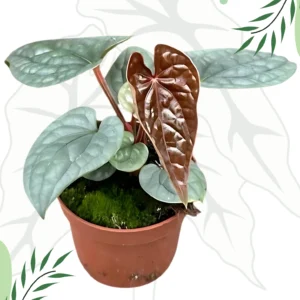 Anthurium Luxurians Ø-10cm H-15cm