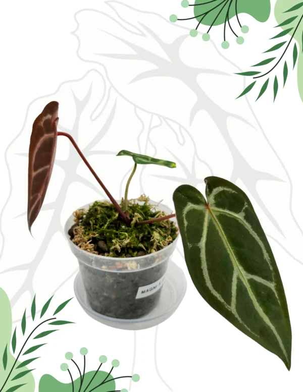 Anthurium Magnificum x Zara x Michelle Ø-10cm H-15cm - obrazek 2