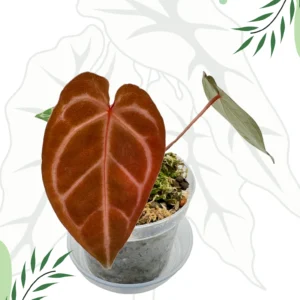 Anthurium Magnificum x Zara x Michelle Ø-10cm H-15cm