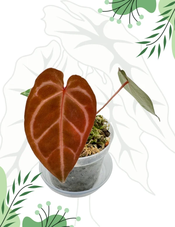 Anthurium Magnificum x Zara x Michelle Ø-10cm H-15cm