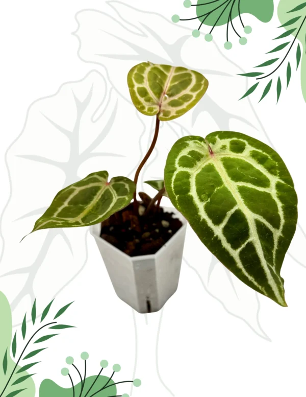 Anthurium Michelle By DocBlock Ø-9cm H-15cm - obrazek 4