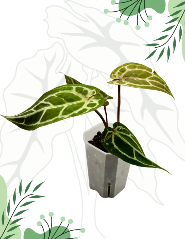 Anthurium Michelle By DocBlock Ø-9cm H-15cm - obrazek 5