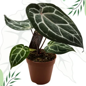 Anthurium Michelle By DocBlock M Ø-12cm H-40cm Doniczka oddychająca Bigos
