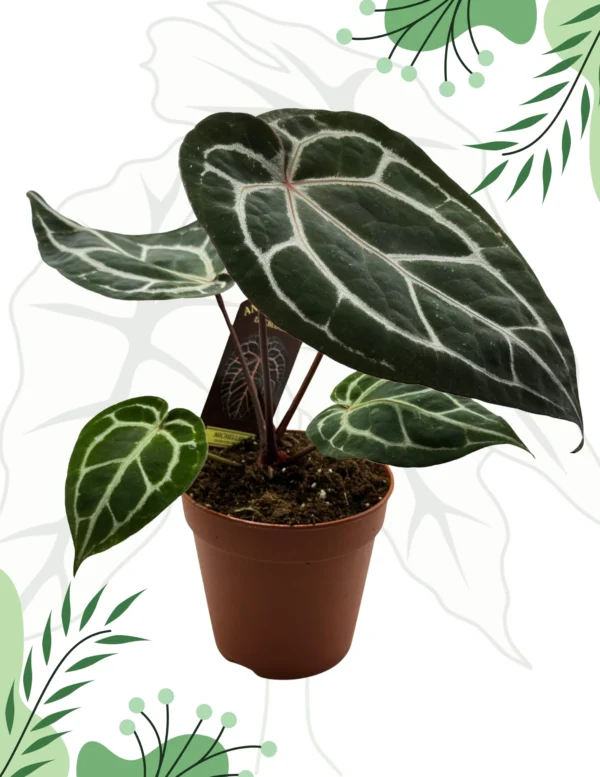Anthurium Michelle By DocBlock M Ø-12cm H-40cm Doniczka oddychająca Bigos