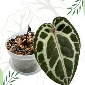 Anthurium Michelle By DocBlock Ø-9cm H-15cm