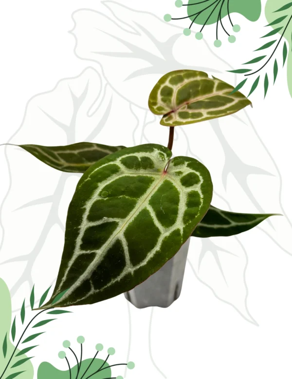 Anthurium Michelle By DocBlock Ø-9cm H-15cm