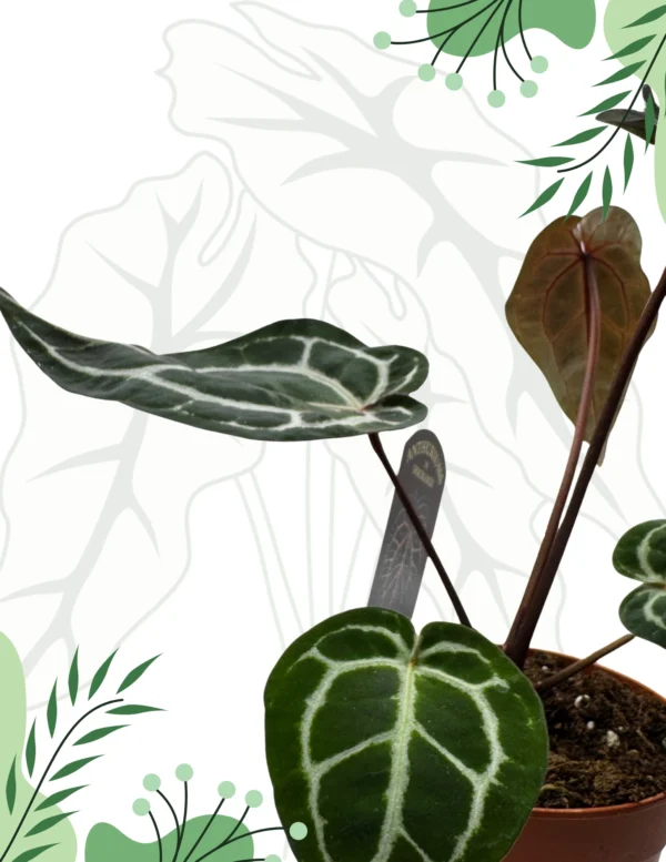 Anthurium Michelle By DocBlock M Ø-12cm H-40cm Doniczka oddychająca Bigos - obrazek 2