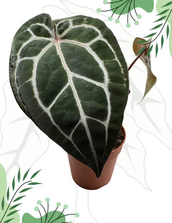 Anthurium Michelle By DocBlock M Ø-12cm H-40cm Doniczka oddychająca Bigos - obrazek 3