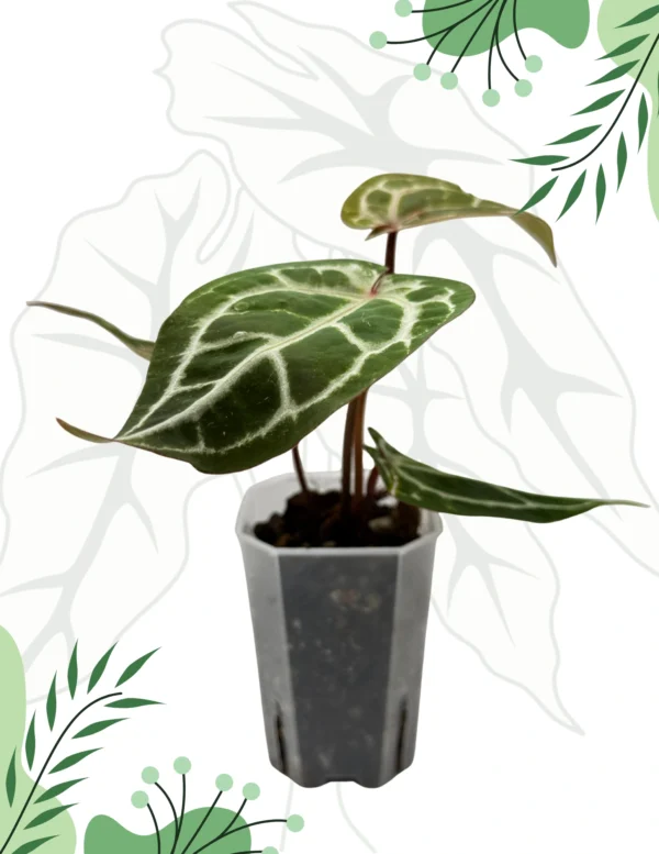 Anthurium Michelle By DocBlock Ø-9cm H-15cm - obrazek 3