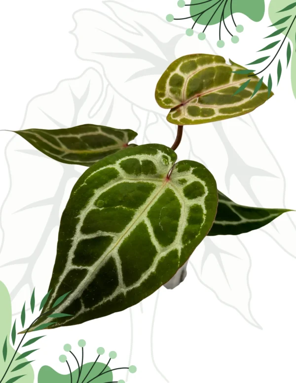 Anthurium Michelle By DocBlock Ø-9cm H-15cm - obrazek 6
