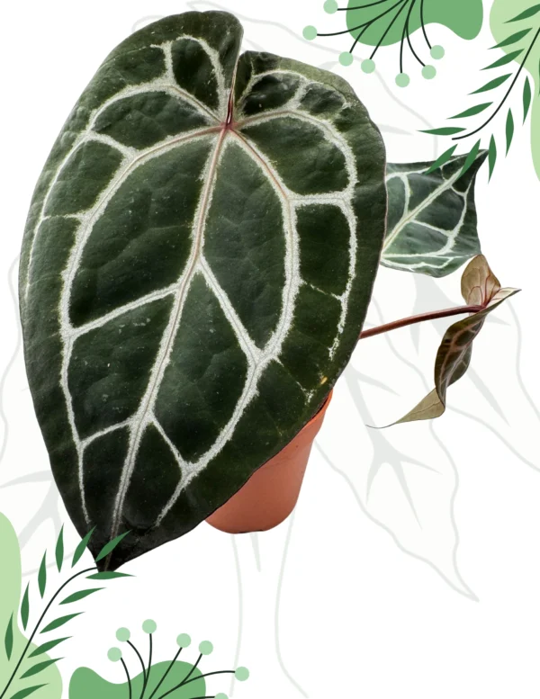 Anthurium Michelle By DocBlock M Ø-12cm H-40cm Doniczka oddychająca Bigos - obrazek 5