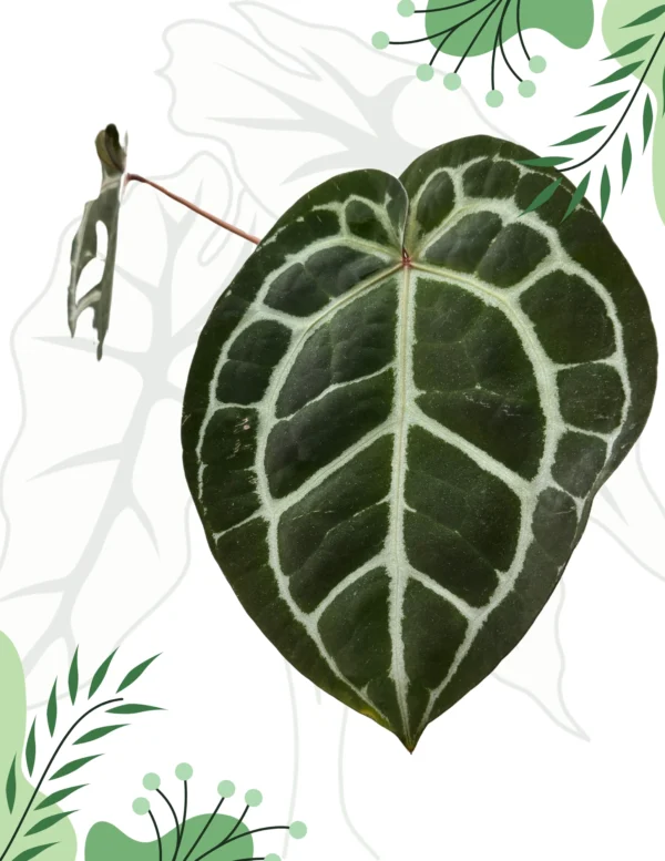 Anthurium Michelle By DocBlock M Ø-12cm H-40cm Doniczka oddychająca Bigos - obrazek 2