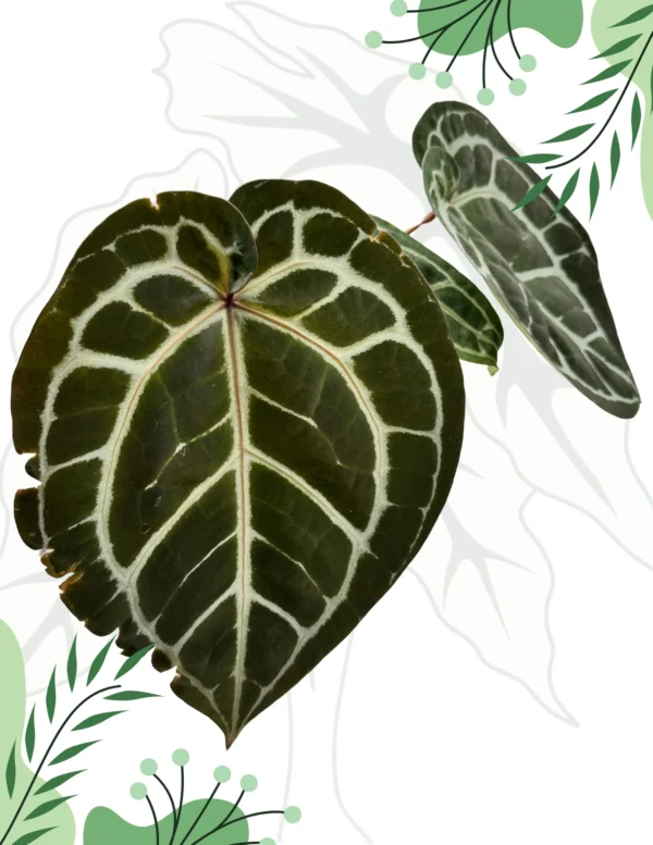 Anthurium Michelle By DocBlock M Ø-12cm H-40cm Doniczka oddychająca Bigos