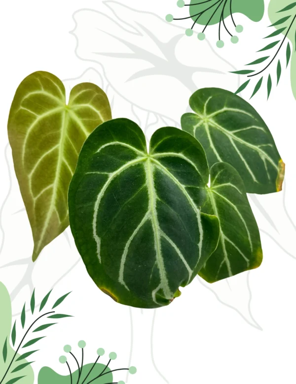Anthurium NOID Ø-6cm H-10cm - obrazek 2