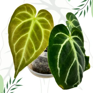 Anthurium NOID Ø-6cm H-10cm