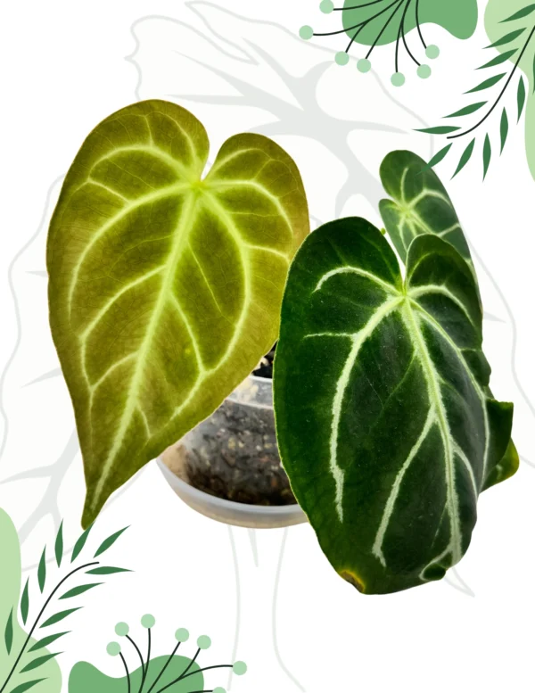 Anthurium NOID Ø-6cm H-10cm