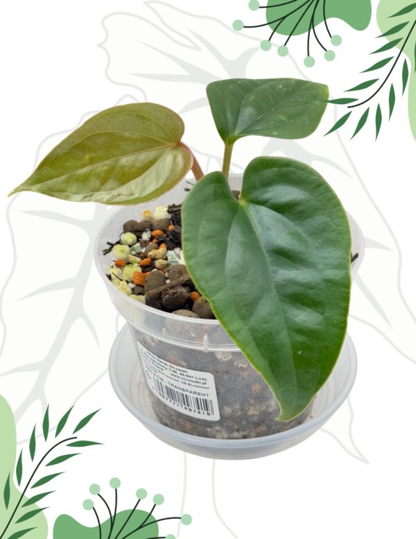 Anthurium Nigrolaminum Gigi x Luxurians (Klon) Ø-10cm H-10cm