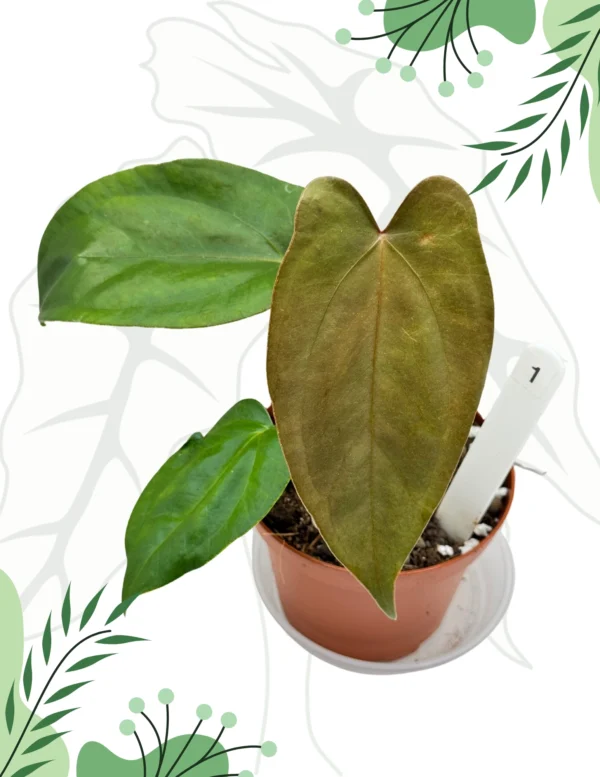 Anthurium Nigrolaminum Gigi x Papillilaminum Ø-9cm H-10cm