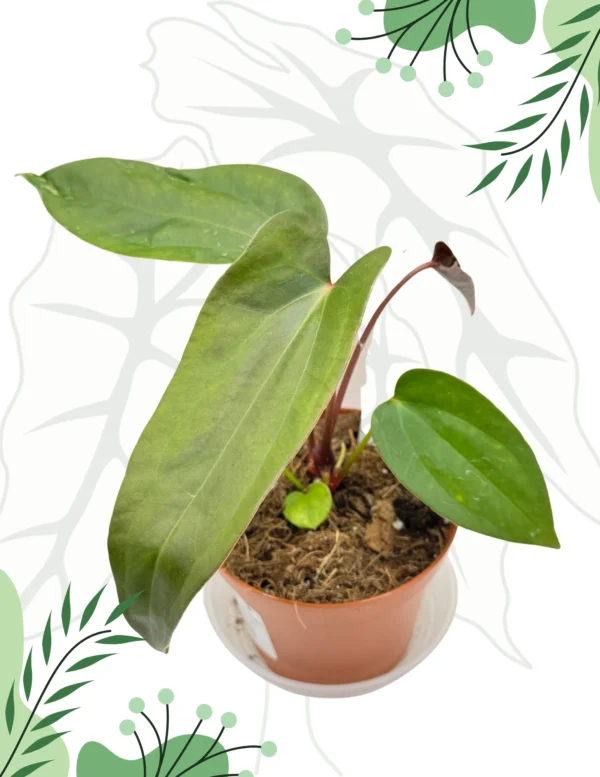 Anthurium Nigrolaminum Gigi x Papillilaminum Ø-9cm H-10cm - obrazek 2