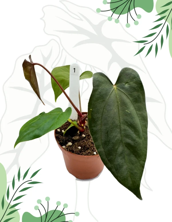 Anthurium Nigrolaminum Gigi x Papillilaminum Ø-9cm H-10cm - obrazek 3