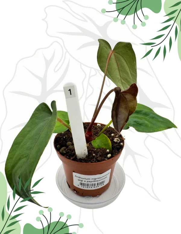 Anthurium Nigrolaminum Gigi x Papillilaminum Ø-9cm H-10cm - obrazek 4