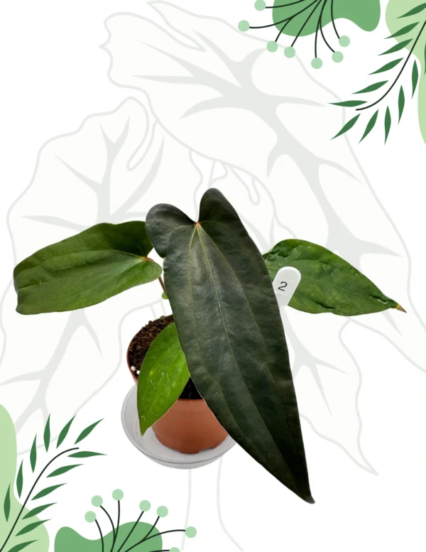Anthurium Nigrolaminum Gigi x Papillilaminum Ø-9cm H-10cm