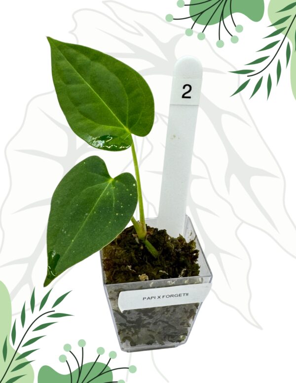 Anthurium Papillilaminum  x Forgetti Ø-6cm H-15cm - obrazek 2