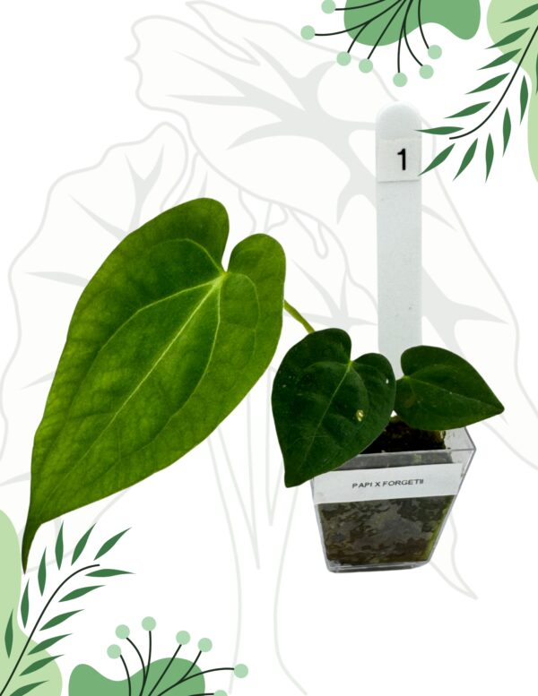 Anthurium Papillilaminum  x Forgetti Ø-6cm H-15cm