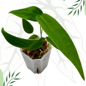 Anthurium Palidiflorum Ø-5cm H-15cm