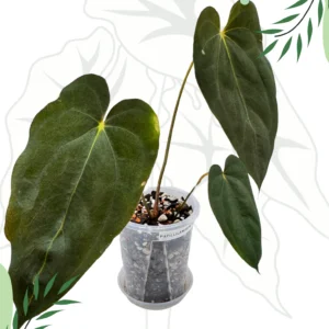 Anthurium Papillilaminum Blue Ø-10cm H-20cm Doniczka oddychająca