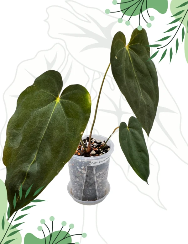 Anthurium Papillilaminum Blue Ø-10cm H-20cm Doniczka oddychająca