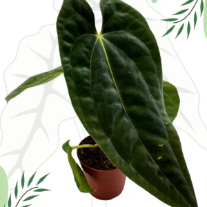Anthurium Papillilaminum  Guna Yala x BVEP Ø-9cm H-15cm