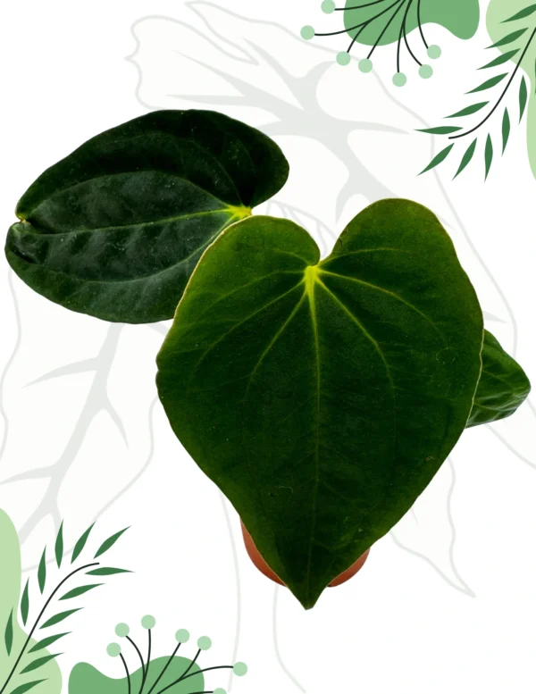 Anthurium Papillilaminum x BVEP Ø-9cm H-15cm - obrazek 3