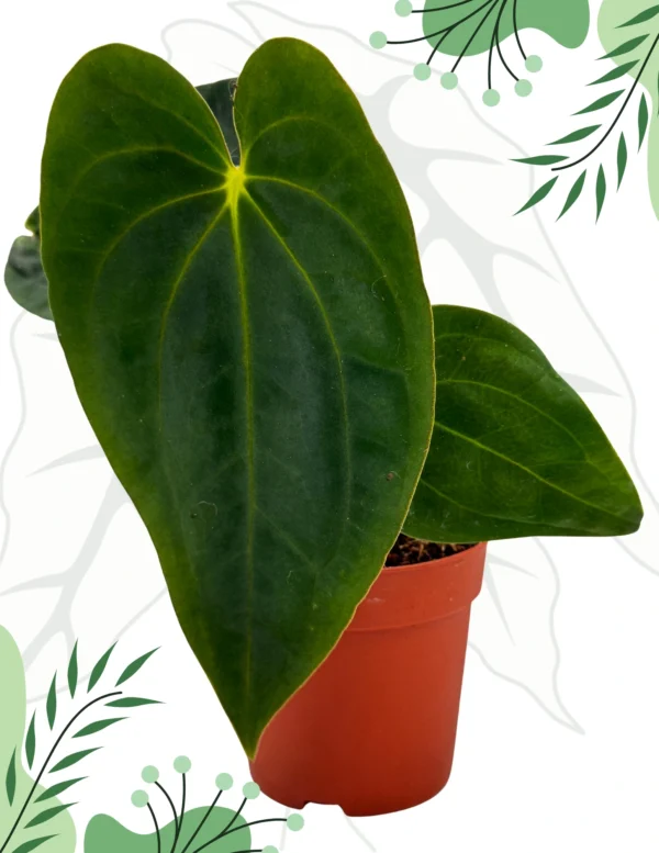 Anthurium Papillilaminum x BVEP Ø-9cm H-15cm - obrazek 2