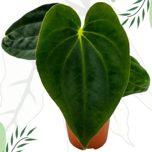 Anthurium Papillilaminum x BVEP Ø-9cm H-15cm