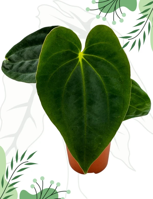 Anthurium Papillilaminum x BVEP Ø-9cm H-15cm