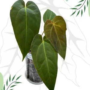 Anthurium Papillilaminum Legend Ø-10cm H-20cm Doniczka oddychająca