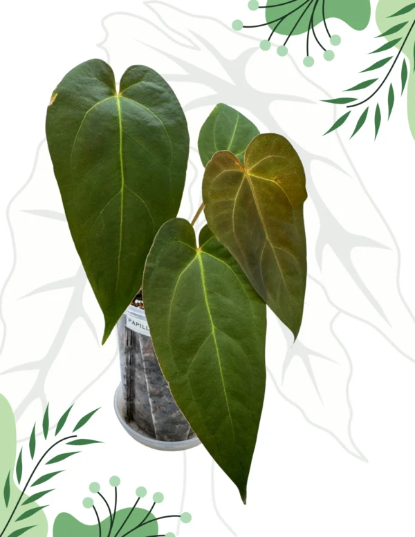 Anthurium Papillilaminum Legend Ø-10cm H-20cm Doniczka oddychająca