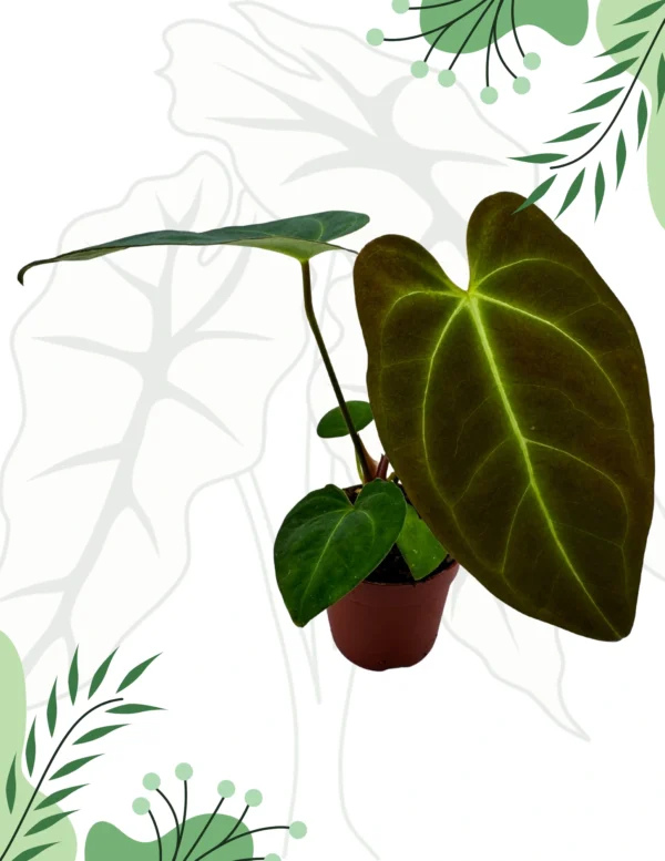 Anthurium Papillilaminum x Dark Phoenix Ø-9cm H-15cm - obrazek 2