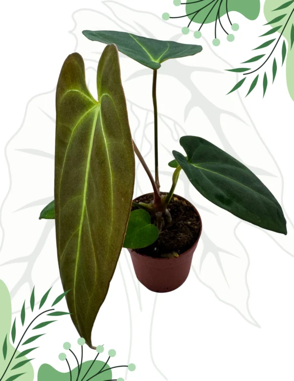 Anthurium Papillilaminum x Dark Phoenix Ø-9cm H-15cm - obrazek 4