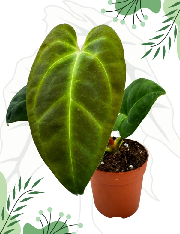 Anthurium Papillilaminum x Dark Phoenix Ø-9cm H-15cm - obrazek 5