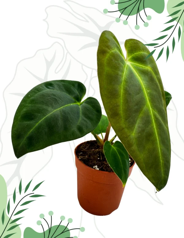 Anthurium Papillilaminum x Dark Phoenix Ø-9cm H-15cm - obrazek 4