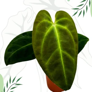 Anthurium Papillilaminum x Dark Phoenix Ø-9cm H-15cm